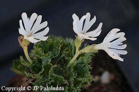 Primula minima 'Alba', pikkuesikko